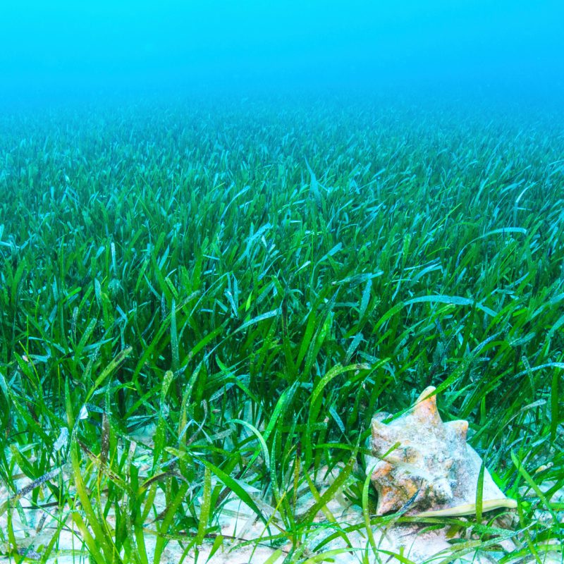 Queen Conch Strombus Gigas on seagrass