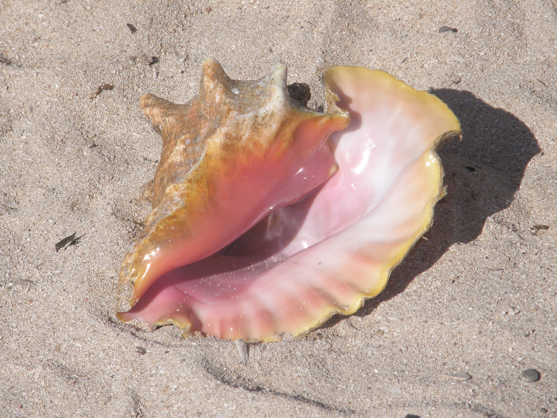 Queen Conch mother of Conch Pearl